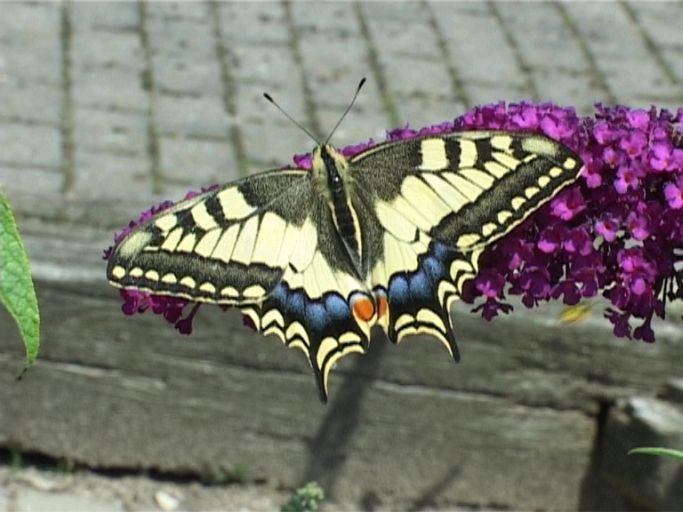 Schwalbenschwanz ( Papilio machaon ), auf Sommerflieder : Kevelaer-Twisteden, Niederrheinpark Plantaria, 14.07.2008